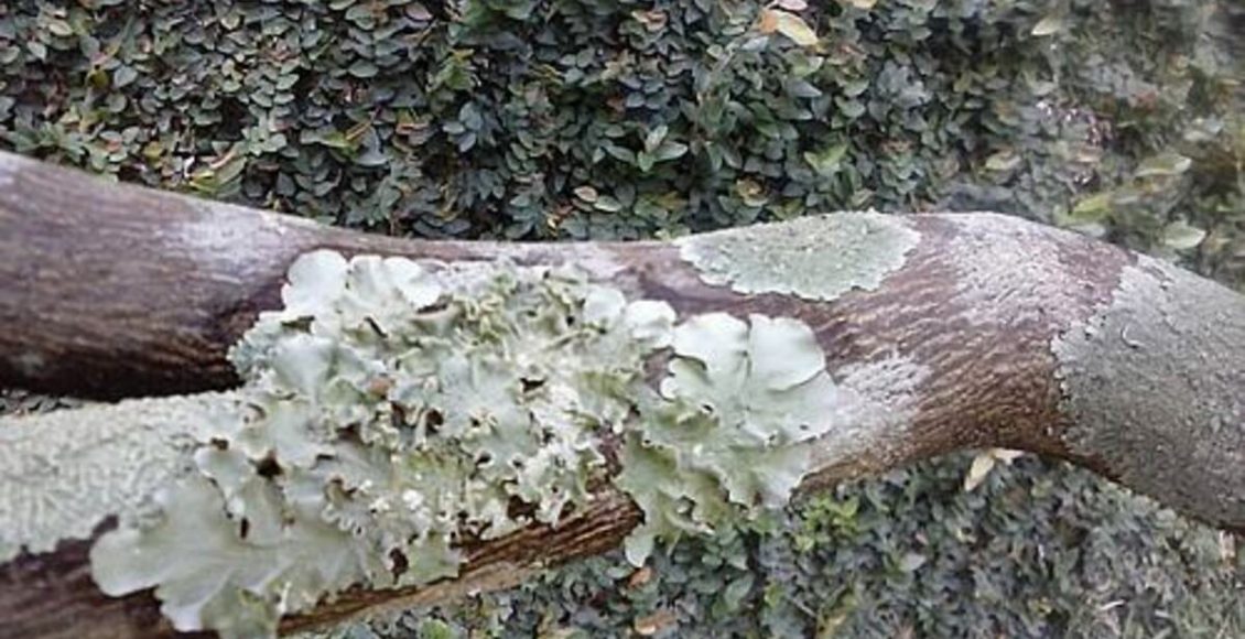 Manchas nas laranjeiras: veja o que pode ser e como corrigir a situação - Fonte: Pixabay