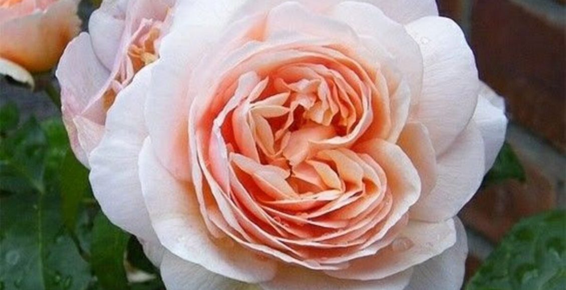 Rosa Juliet: veja como cultivar a flor mais cara do mundo com poucos passos - Fonte: Pixabay