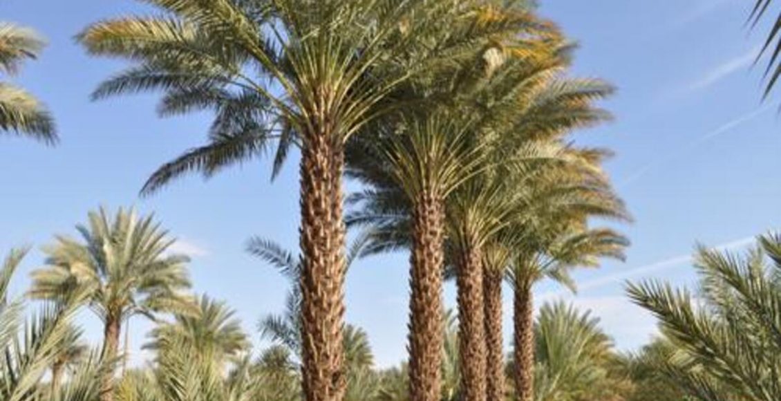 Tamareira: como plantar, dicas de cultivo e muito mais sobre a planta - Fonte: Pìxabay