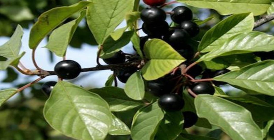 Como cultivar Cáscara-sagrada? Veja dicas de manutenção, plantio e usos medicinais -Fonte: Pixaby