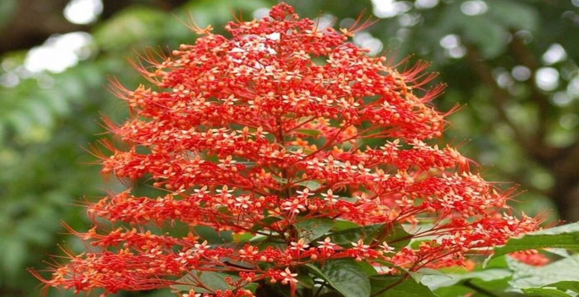 Como cultivar a Flor-de-pagode? Veja dicas práticas que podem te ajudar - Fonte: Pixabay