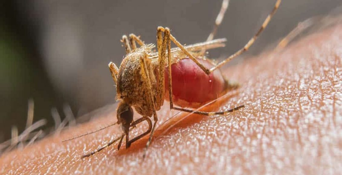Receita de repelente para mosquito da malária: Veja como fazer em casa com passos simples - Fonte: Pixabay
