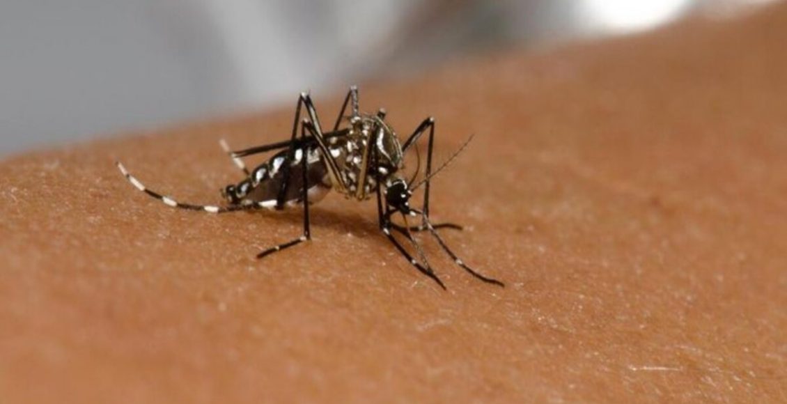 Receita de repelente para mosquito da dengue: veja como fazer em casa passo a passo - Fonte: Pixabay