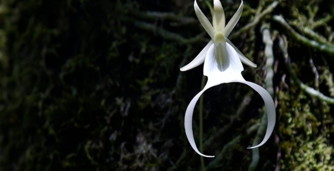 Orquídea Fantasma: veja como cultivar essa planta exótica em sua casa - Fonte: Pixabay