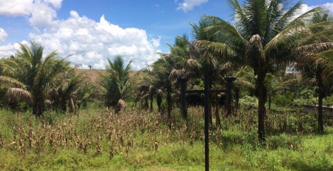 Veja passo a passo de como plantar pé de coqueiro em casa de forma fácil - Fonte: Freepik