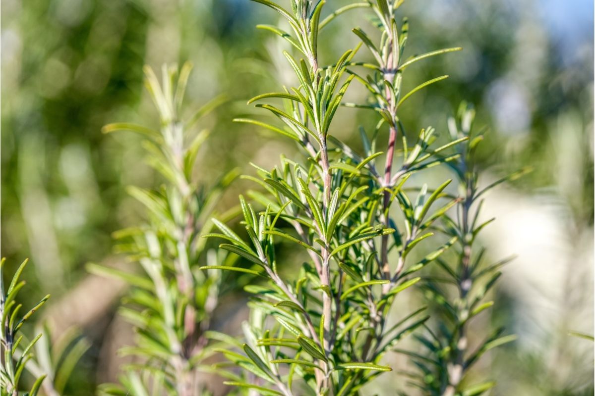 4 dicas de como cultivar alecrim veja como é simples e prático - Reprodução Canva