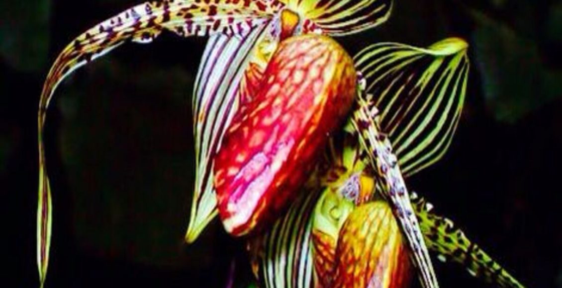 Você conhece a Orquídea Dourada de Kinabalu? Veja como cultivar a planta mais rara do mundo - Fonte: Pixabay