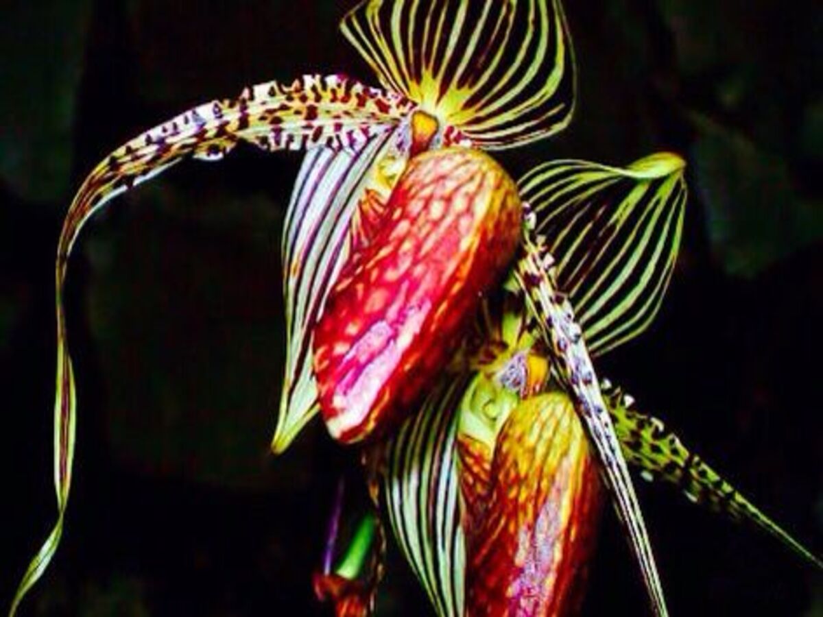 Você conhece a Orquídea Dourada de Kinabalu? Veja como cultivar a planta mais rara do mundo - Fonte: Pixabay