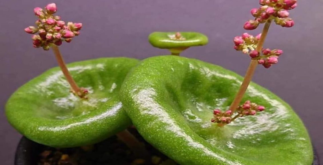 Veja as dicas mais preciosas do mundo para cultivar Crassula Umbella em casa - Fonte: iPixabay