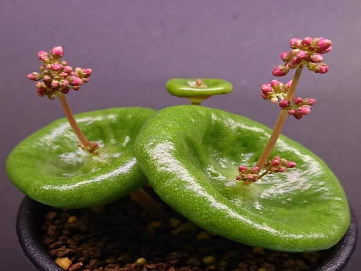 Veja as dicas mais preciosas do mundo para cultivar Crassula Umbella em casa - Fonte: iPixabay