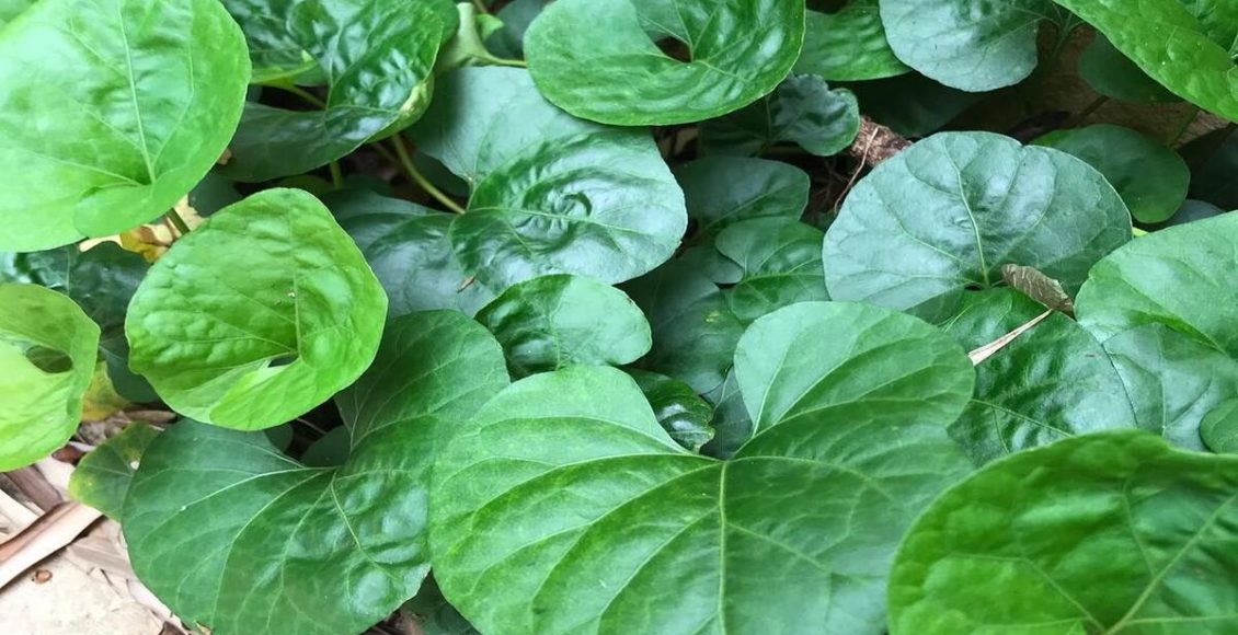 Como cultivar Solano-rasteiro: Veja dicas para ter a planta em casa e ter muitas flores - Fonte: Pixabay