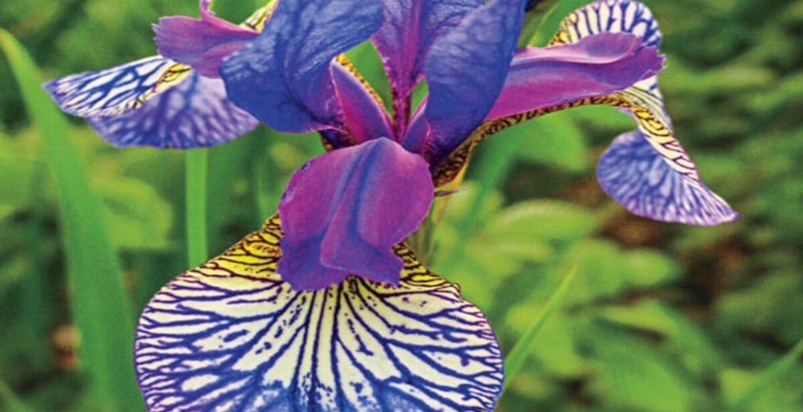 Siberian Iris: conheça a planta da Polônia rara com tom roxo intenso e saiba como cultivar - Fonte: Pixabay