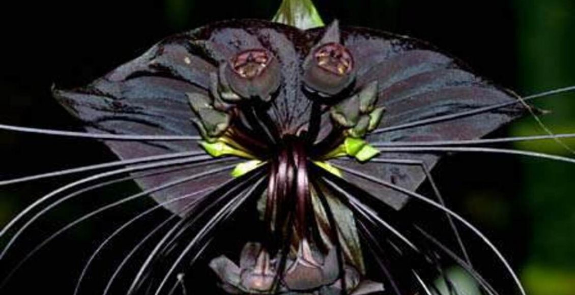 Como cultivar a Flor Morcego Preto? Veja dicas, melhor tipo de região e solo - Fonte: Pixabay