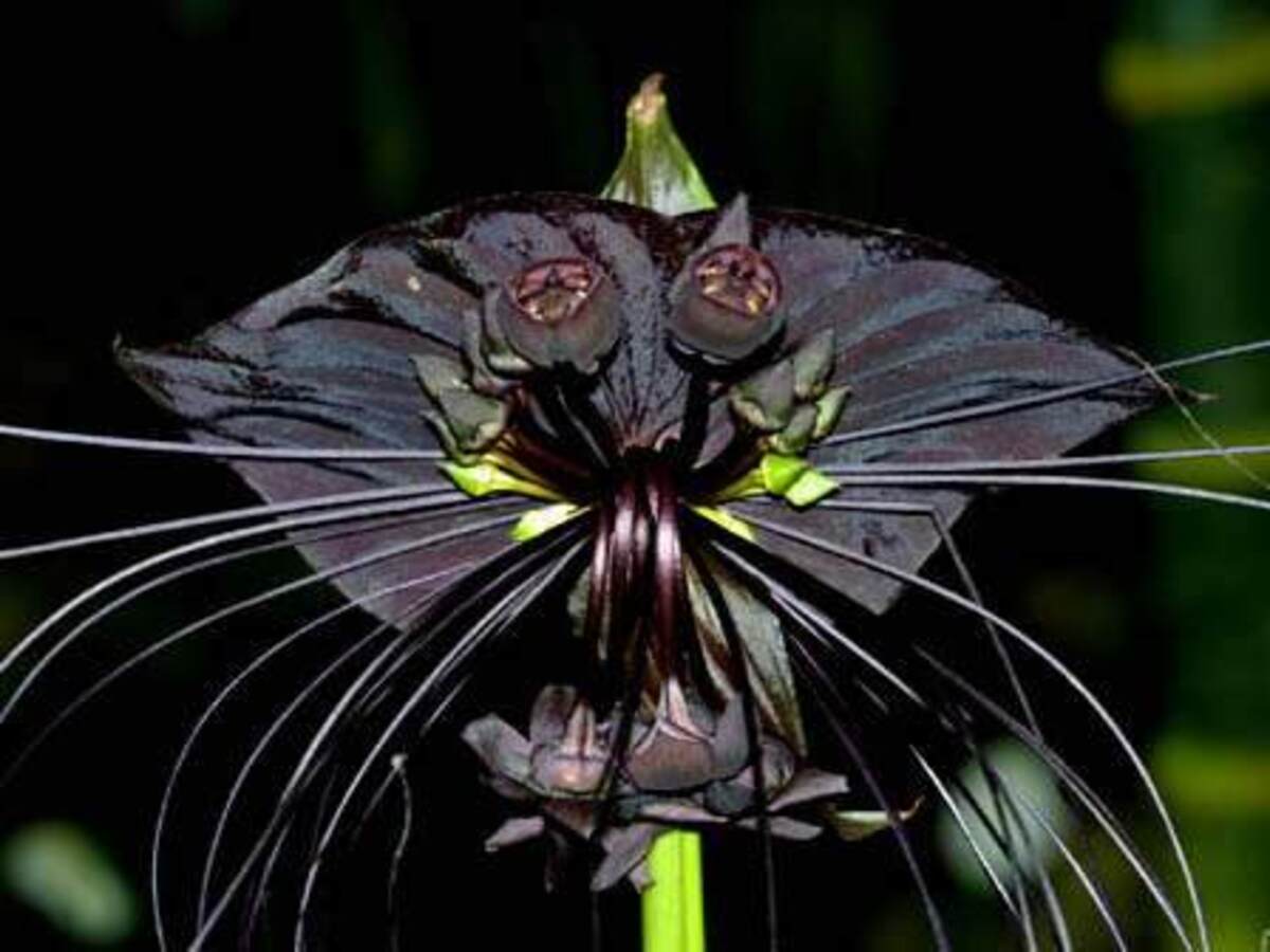Como cultivar a Flor Morcego Preto? Veja dicas, melhor tipo de região e solo