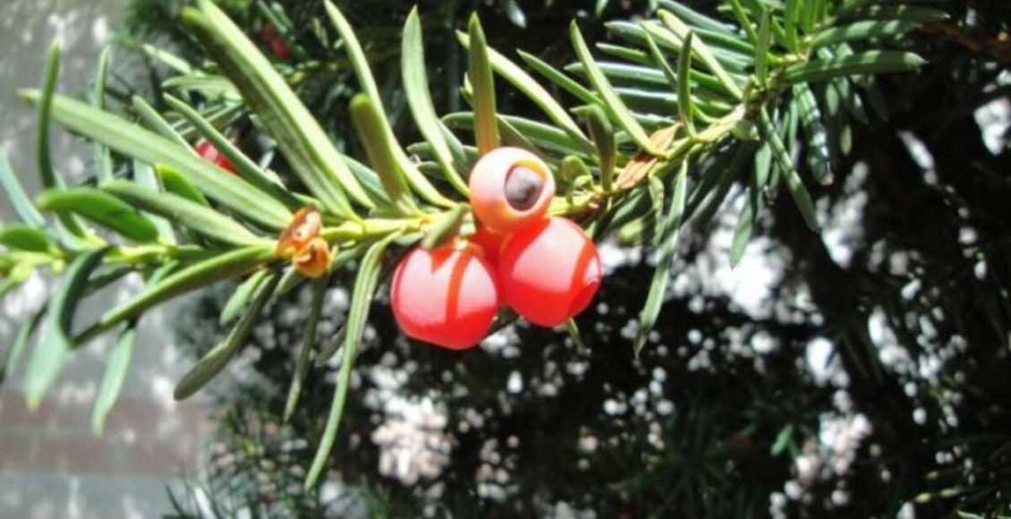 Taxus Baccat, também chamada de Teixo, saiba como cultivar a planta venenosa e os riscos de ter em casa - Fonte: Pixabay