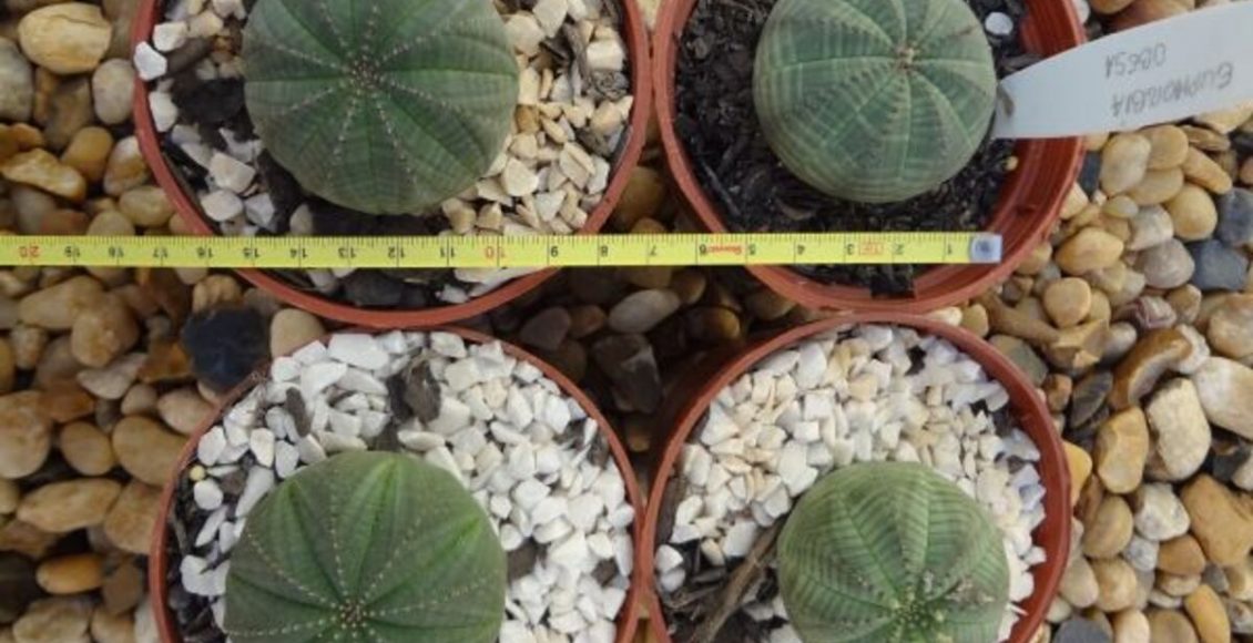 Euphorbia obesa: veja tudo sobre como cultivar, cuidados que se deve ter, sol e clima ideal - Fonte: Pixabay