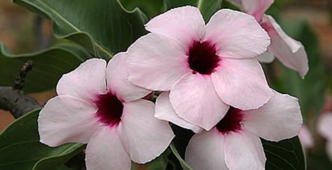 Como cultivar Veneno-de-caçador? Veja dicas super fáceis para fazer em casa - Fonte: Pixabay