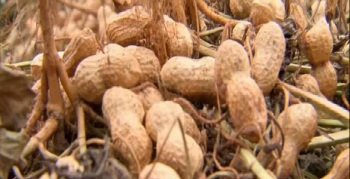 Veja quais são as melhores plantas de morro para evitar desmoronamento e erosão - Fonte: Pixabay