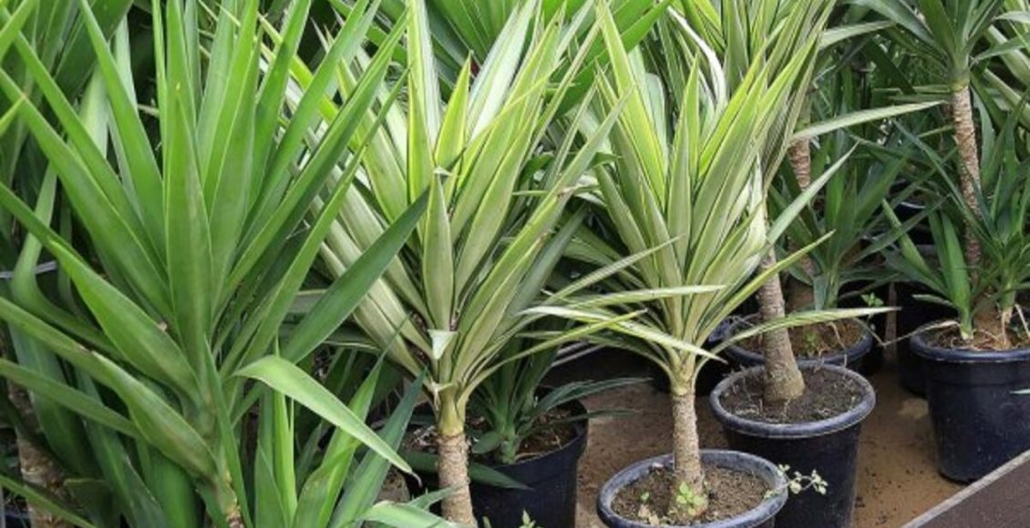 Como cultivar Yuca? Pode ficar dentro de casa? Saiba tudo sobre a planta - Fonte: Pixabay