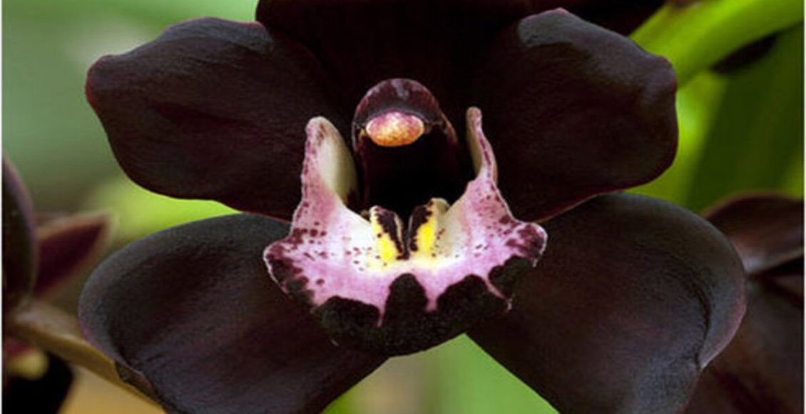 Plantas mais lindas do mundo: veja se a sua preferida está ou não nesta lista - Fonte: Pixabay