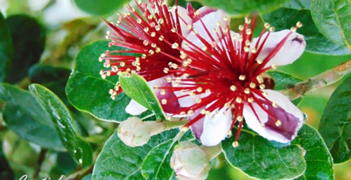 Como cultivar Feijoa em casa? Flor é vinda do Uruguai e faz sucesso no Brasil - Fonte: Pixabay