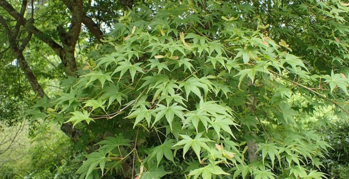 Como cultivar a Ácer? Veja dicas de plantação, como manter no dia a dia e vários outros pontos - Fonte: Pixabay