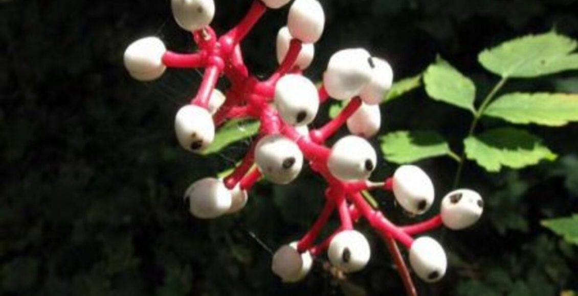 Quais são as plantas mais venenosas do mundo? Veja dicas práticas neste artigo - Fonte: Pixabay