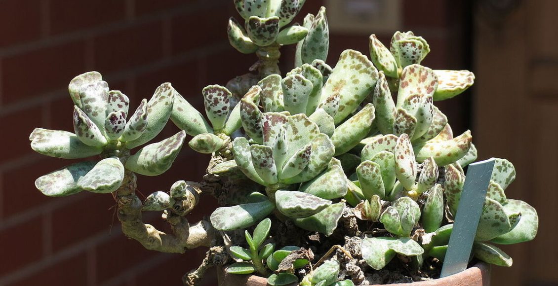 Como cultivar Pata-de-tartaruga / andromicho? Veja como evitar o aparecimento de fungos na sua planta - Fonte: Pixabay