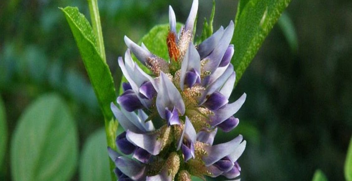 Como plantar alcaçuz em casa? Veja o passo a passo de forma descomplicada para ter a raiz doce na sua mesa - Fonte: Pixabay