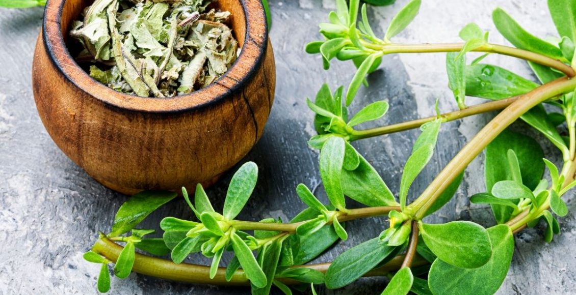 Você não vai acreditar nos benefícios da Beldroega, a planta rica em ômega 3; veja mais aqui. Reprodução: freepik