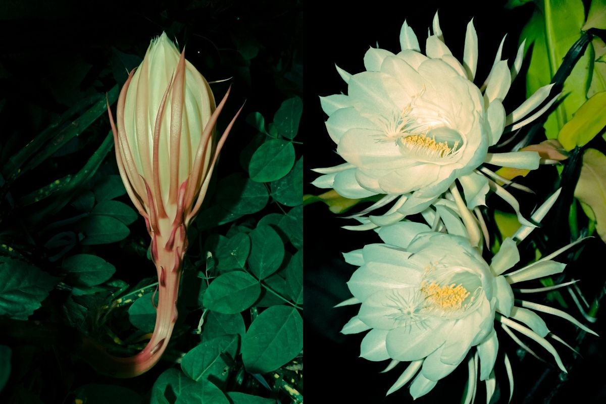 Kadupul é a flor mais cara do mundo, pode custar até R$ 800 mil; confira  aqui