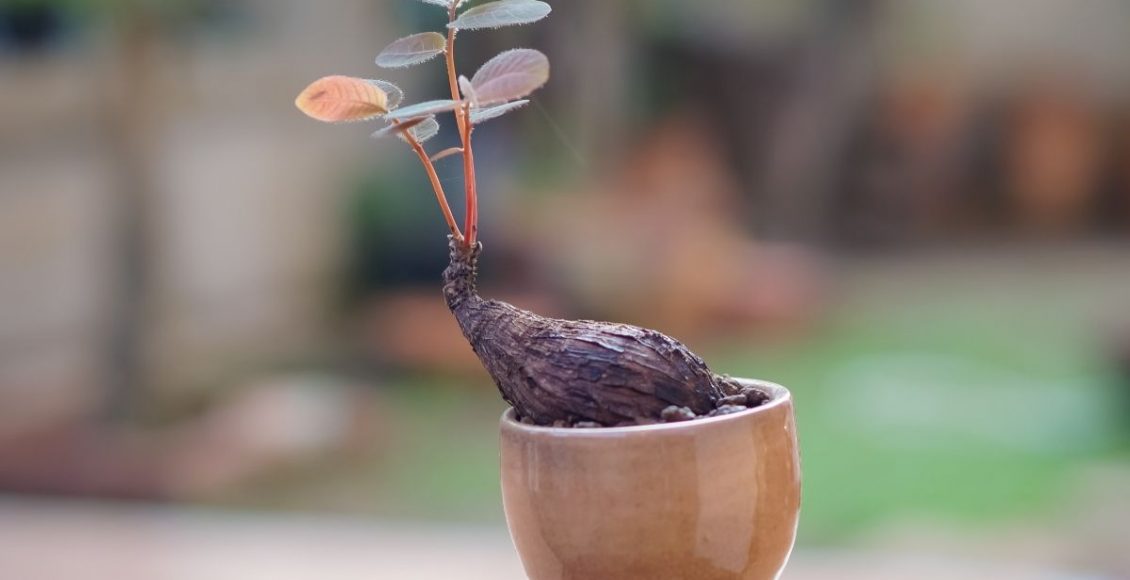 Aposte nas mini plantas para decorar os espaços internos da sua casa - Reprodução Canva