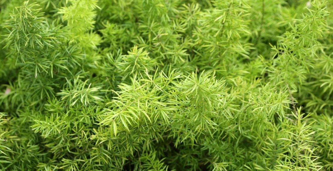 Aspargo pluma dicas simples e práticas para cultivar essa planta - Reprodução Canva