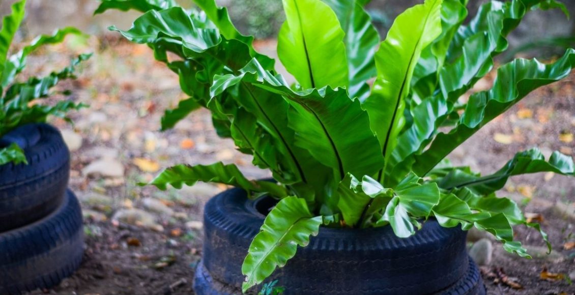 Asplênio tudo que você precisa saber sobre o cultivo dessa planta - Reprodução Canva