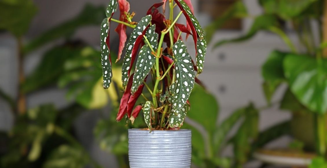 Begônia maculata dicas objetivas e completas para cultivar essa planta - reprodução Canva