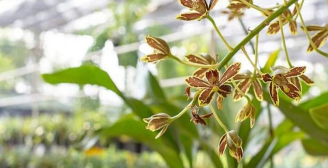 Como acabar com picão e erva daninha? Veja dicas caseiras para sua horta não ser prejudicada - Fonte: Pixabay