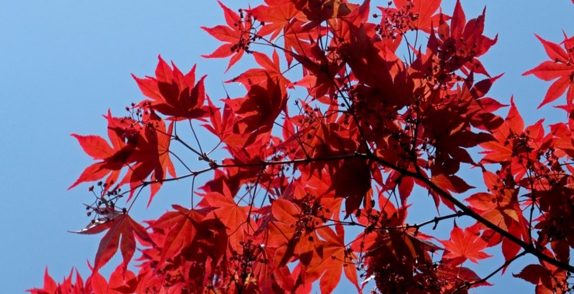 Bordo japonesa: como cultivar no Brasil, dicas para nutrir e muito mais - Fonte: Pixabay