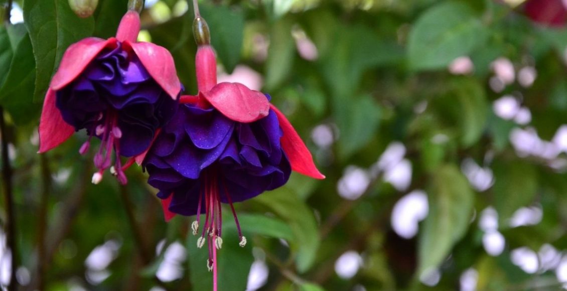 Brinco de princesa dicas para cultivar essa planta maravilhosa - Reprodução Canva