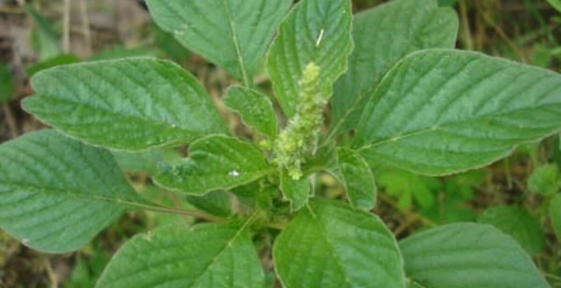 Plantas comestíveis e selvagens: veja quais delas estão no Brasil e onde encontrar - Fonte: Pixabay