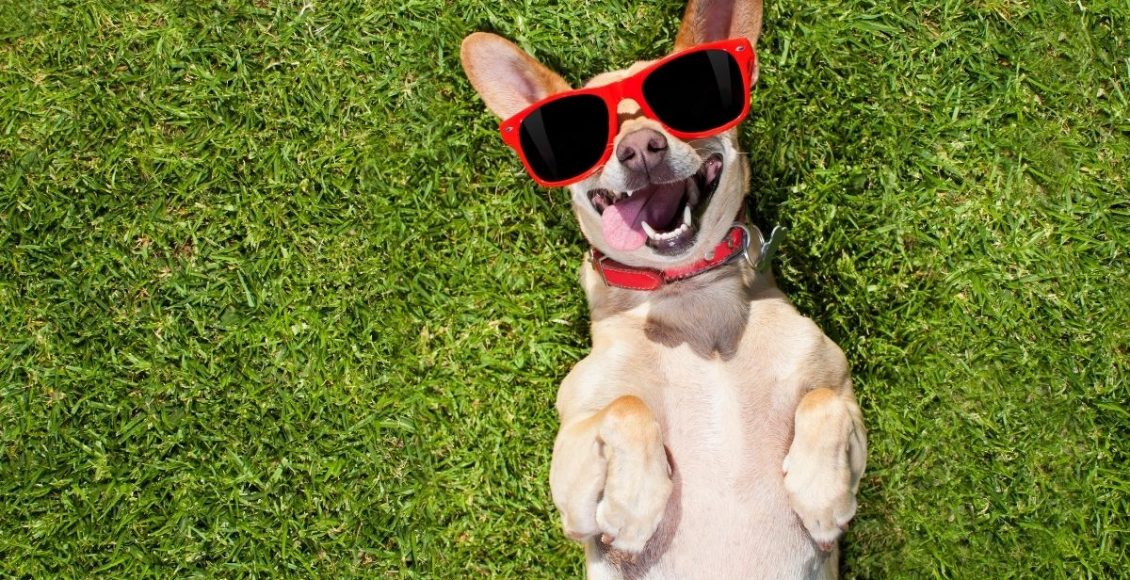 Cachorro - Reprodução Canva