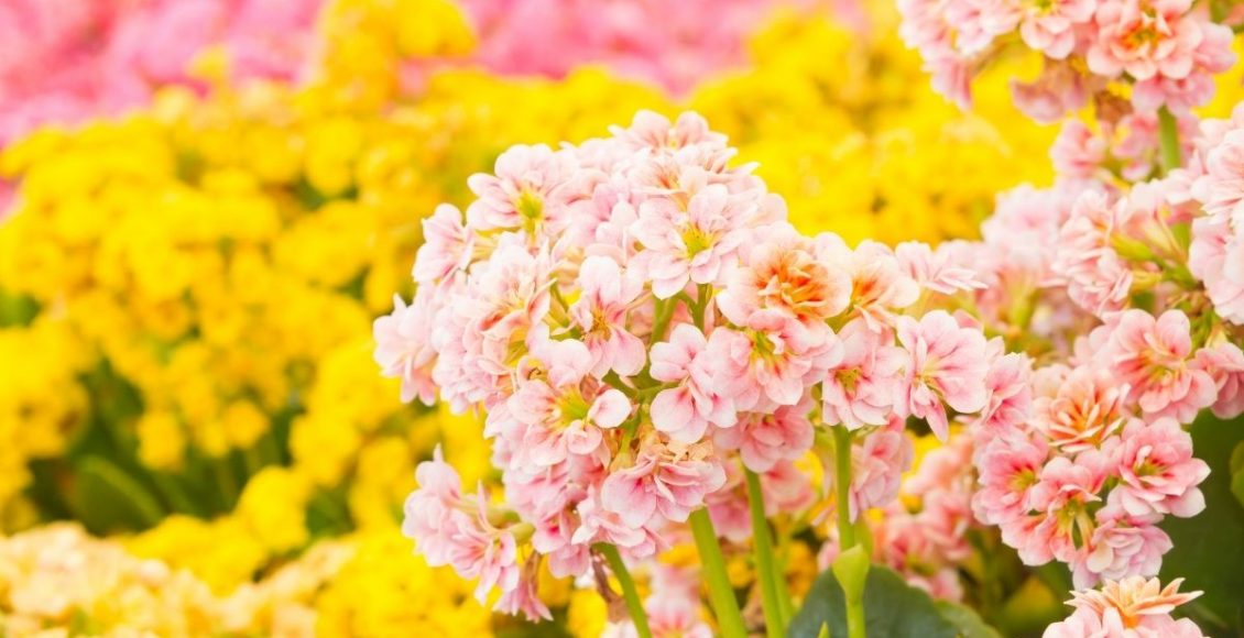 Calandiva dicas rápidas para cultivar essa planta tão linda e charmosa - Reprodução canva