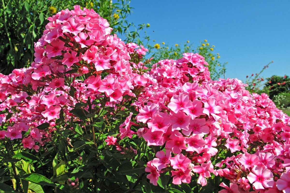 Chitinha estrela: veja como cultivar essa florífera nativa do Texas - Fonte Canva