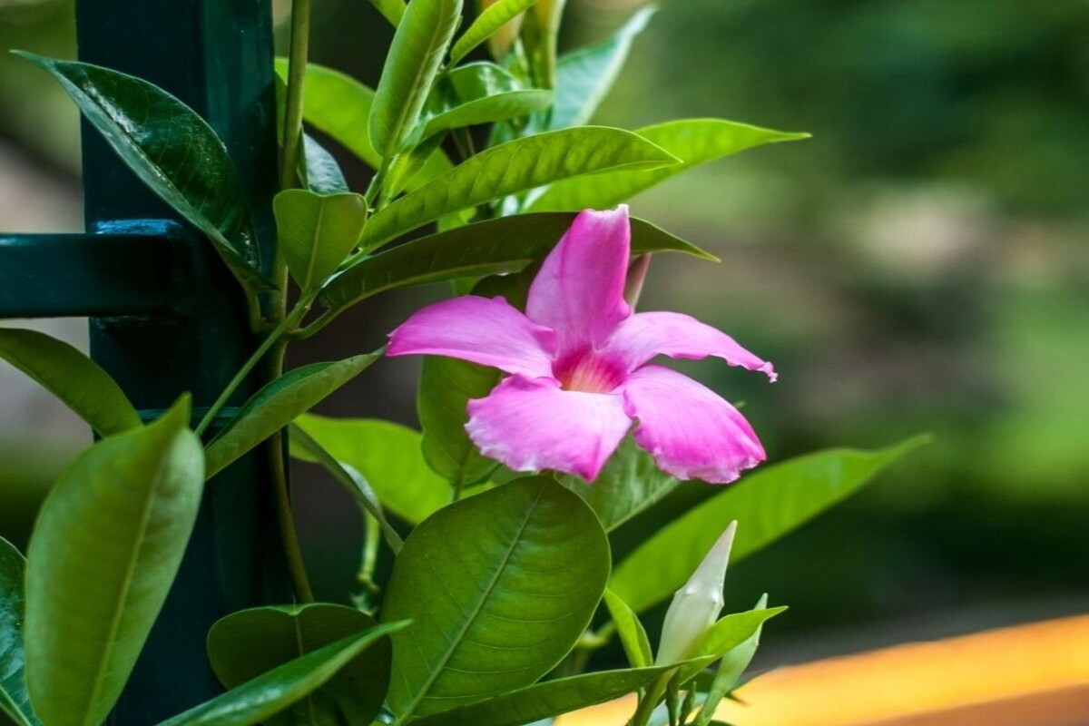Cipó rosa: veja com cuidar dessa planta trepadeira de origem brasileira - Fonte Canva