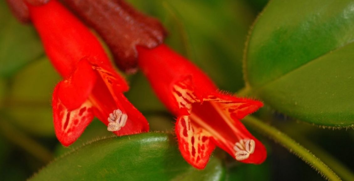 Columéia Marmorata dicas rápidas e práticar para cultivar essa planta - reprodução Canva