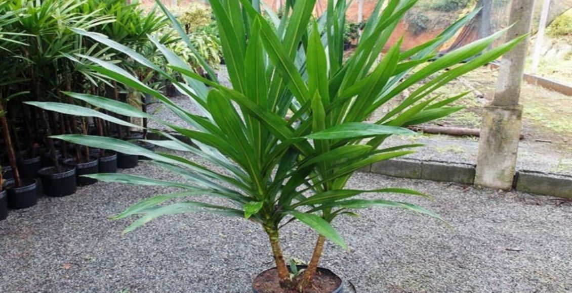 Como cultivar Luca? Veja dicas para plantar e manter uma das plantas mais comuns do Brasil - Fonte: Pixabay