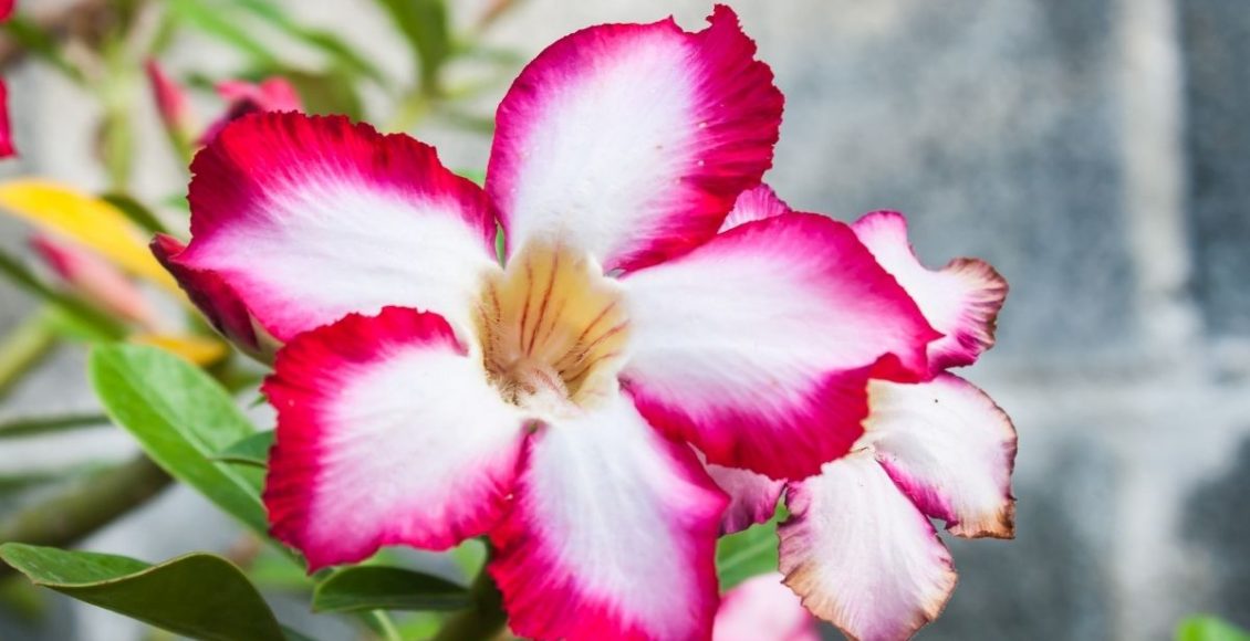 Como cuidar da sua planta rosa do deserto em época de chuvas confira - Reprodução Canva