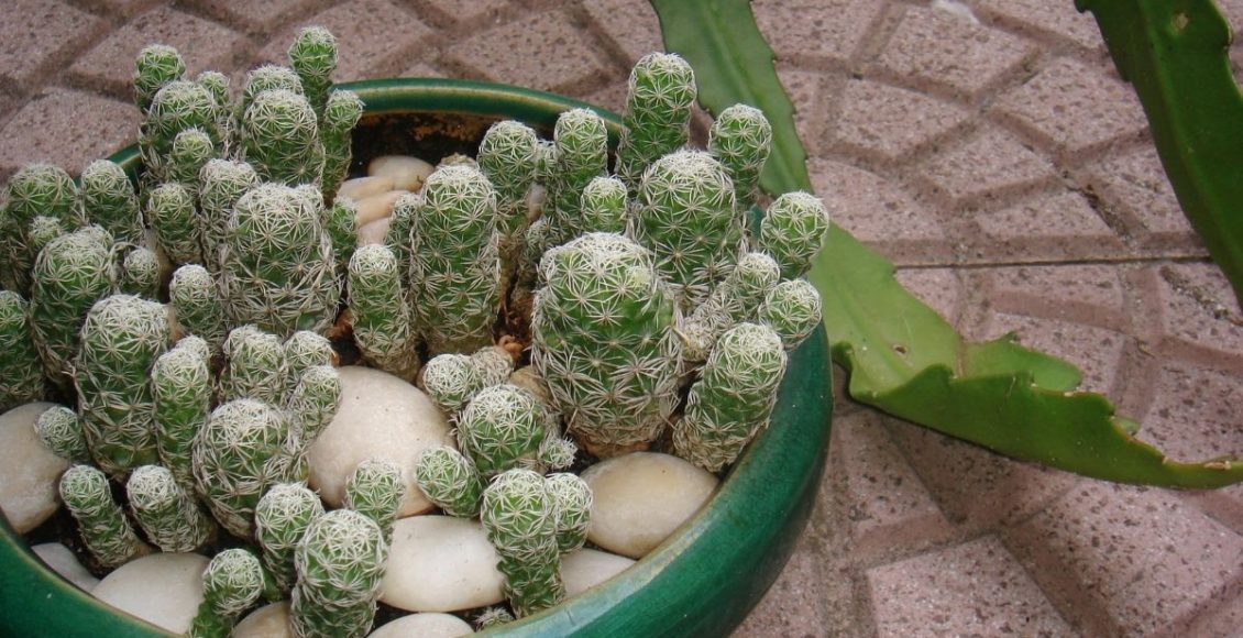 Como cultivar Cacto-dedal Veja dicas super fáceis para o dia a dia - Reprodução Canva