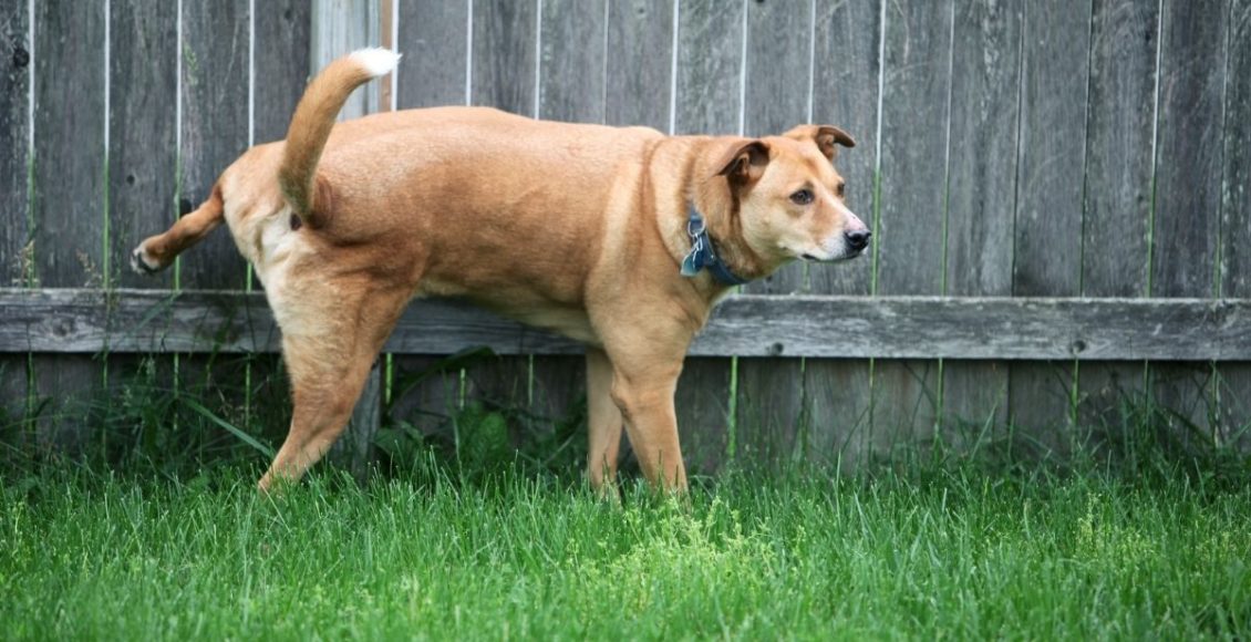 Como evitar estrago dos seus pets no jardim; soluções simples - Reprodução Canva