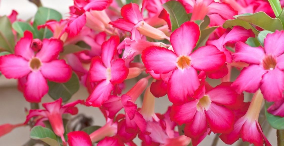 Como fazer a rosa do deserto florir Veja uma técnica para agilizar o processo - Reprodução Canva