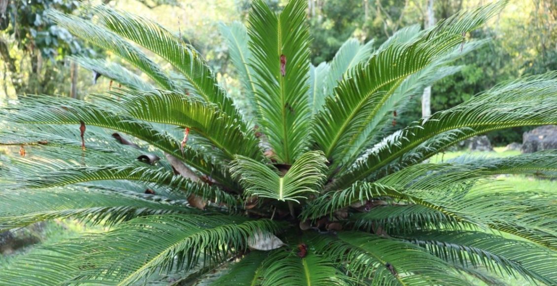 Conheça a Palmeira Cica, uma planta que de palmeira não tem nada - Reprodução Canva